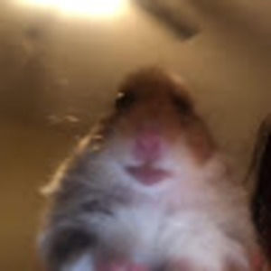 Meet your Posher, Haley